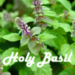 Holy Basil