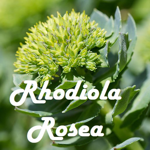 Rhodiola Rosea