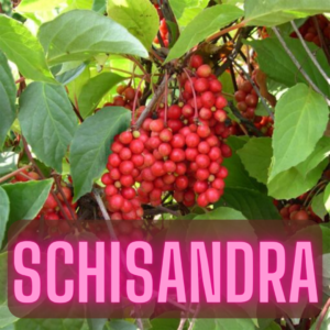 Schisandra