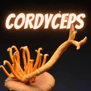 Cordyceps